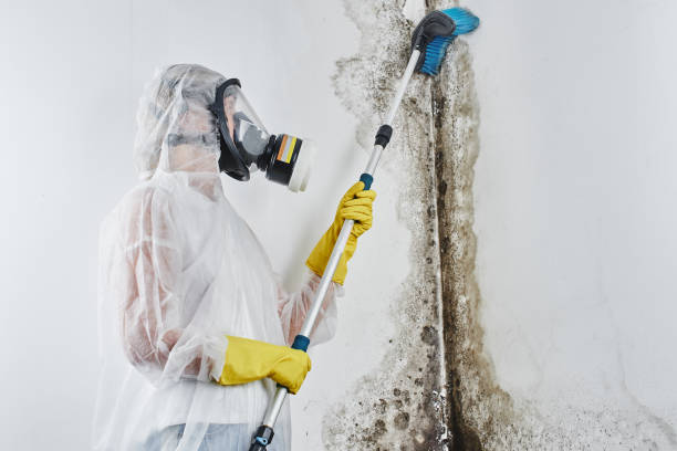 Best Professional Mold Removal  in Mascoutah, IL