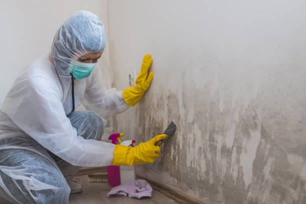 Trusted Mascoutah, IL Mold Removal Experts