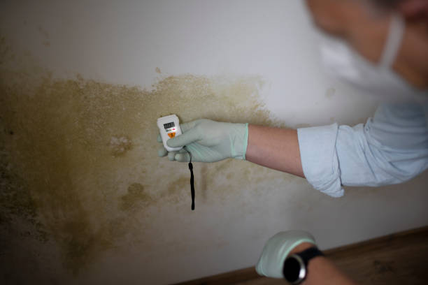 Best Mold Removal and Inspection  in Mascoutah, IL