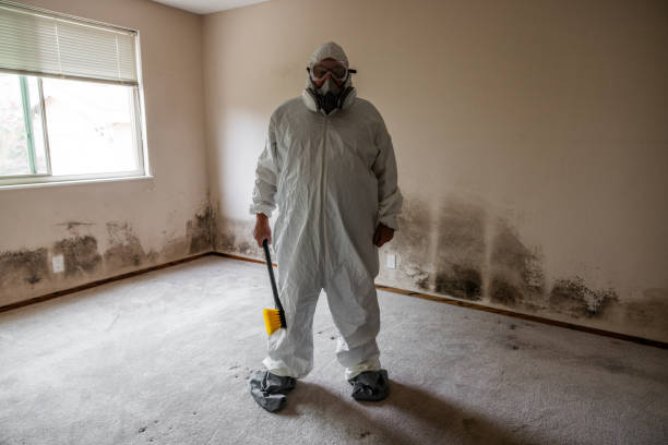 Mold Testing and Removal in Mascoutah, IL