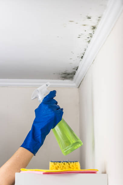 Best Attic Mold Removal  in Mascoutah, IL